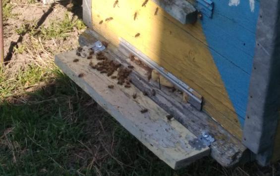 В Курской области снова начали травить пчел