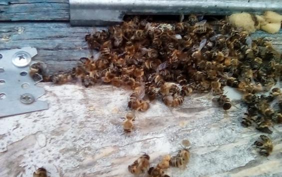 Гибель пчел может быть связана с появлением клеща-вредителя