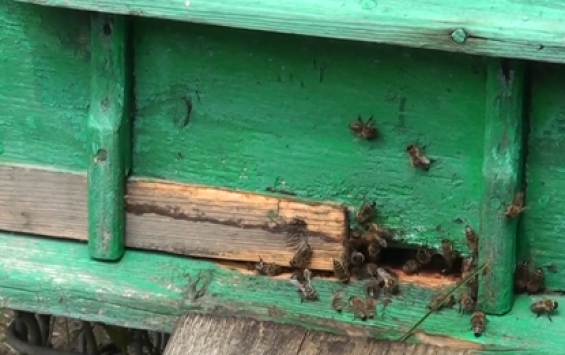 Пчеловодов Курского района просили на месяц изолировать насекомых