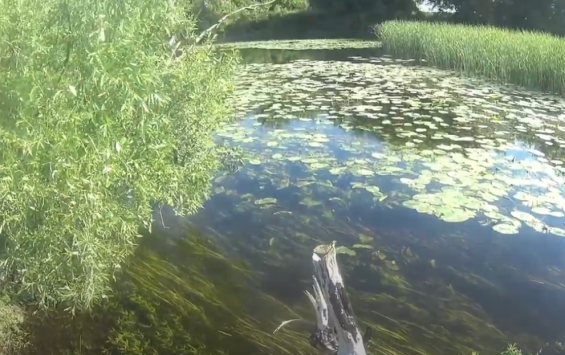 В видеопутешествии по реке Сейм цапля выступила "гидом"