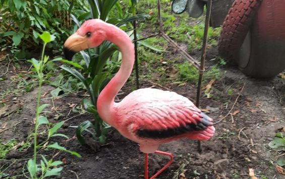 Фламинго не прижился в Курском дворе