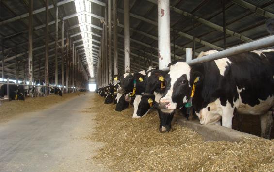 Курские коровы стали давать больше молока