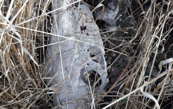 В Курской области могильник с сибирской язвой сдали в аренду