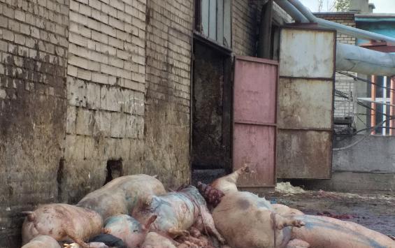 В Курской области из-за африканской чумы уничтожают свиней