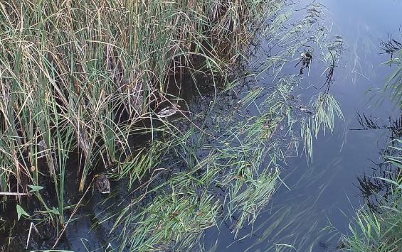 Житель Курской области перекрыл местный ручей чтобы выращивать гусей и уток