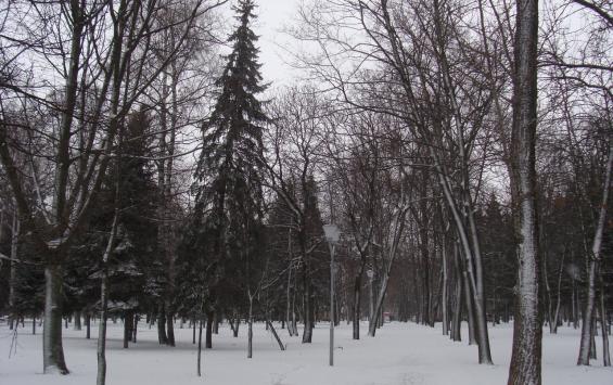 На сохранение лесов Курской области направлено 129 млн рублей