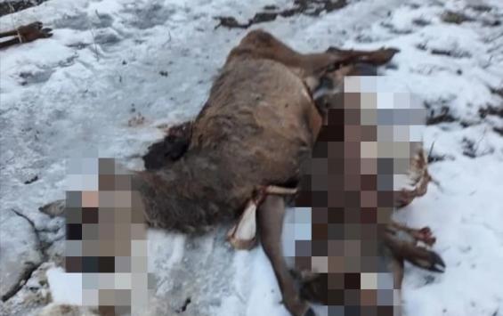 В Курской области нашли мертвых косуль