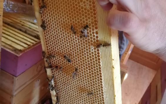 В Курской области провели совещание с пчеловодами