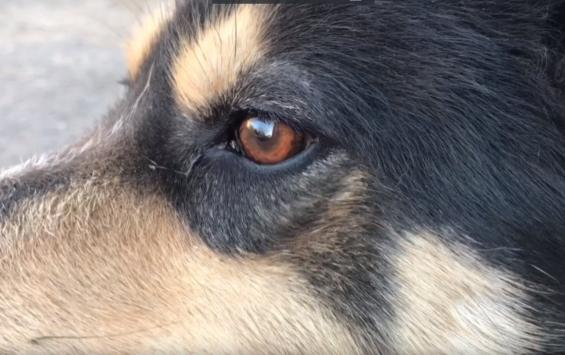 В Курске по факту отравления бездомной собаки возбуждено уголовное дело