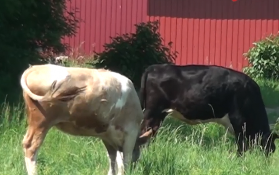 Губернатор лично посетит фермера, пасущего скот на соседских огородах