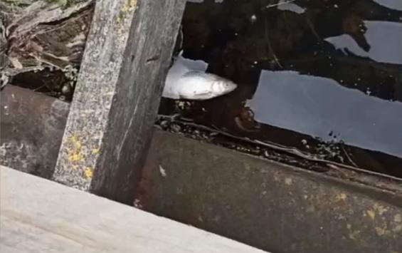 В Золотухинском районе массово погибла рыба