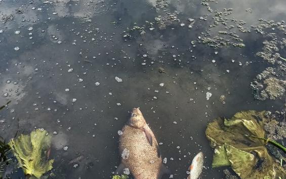 Воду в Сейме проверят по факту отравления рыбы