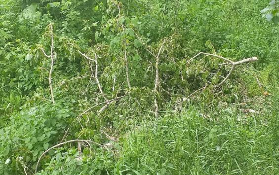 В Курске убирают аварийные деревья