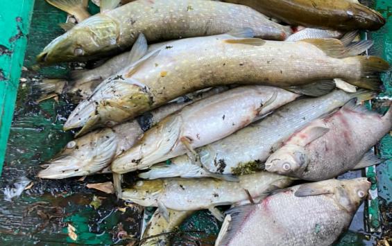 В Курской области специалисты выясняют причины мора рыбы в реке Снагость