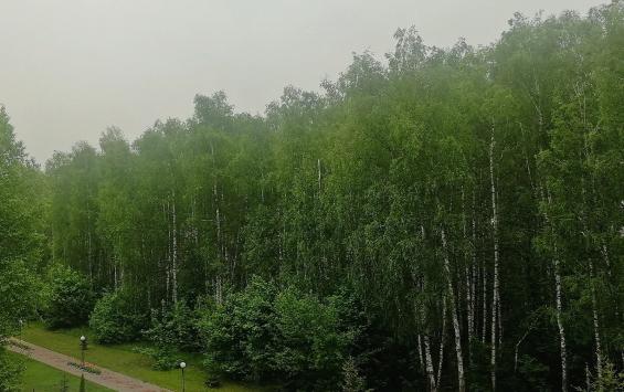 В Суджанском районе арендатору лесного участка грозит штраф до 300 тысяч рублей