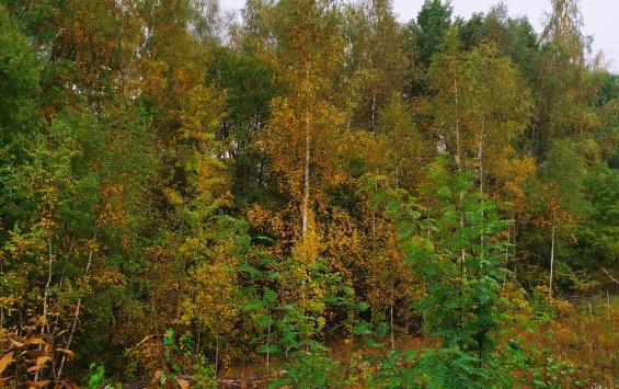 В Льговском районе оштрафовали арендатора лесного участка