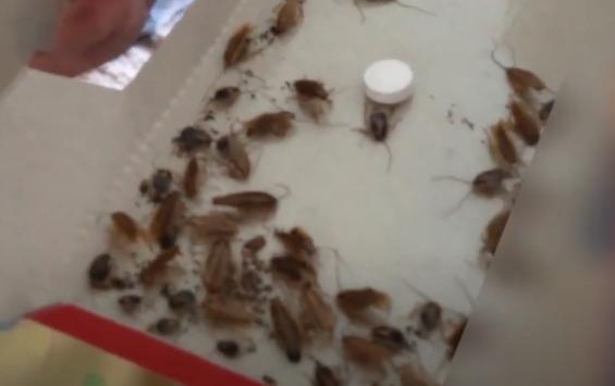 Тараканы пытаются "выселить" жильцов высотки