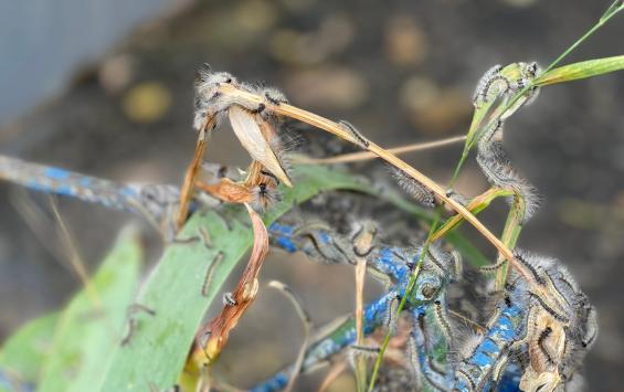 В Курске борются с нашествием гусениц