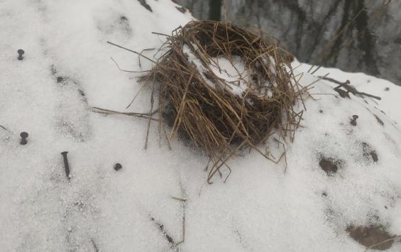 В Рыльском районе создали искусственные гнездовья для редких птиц