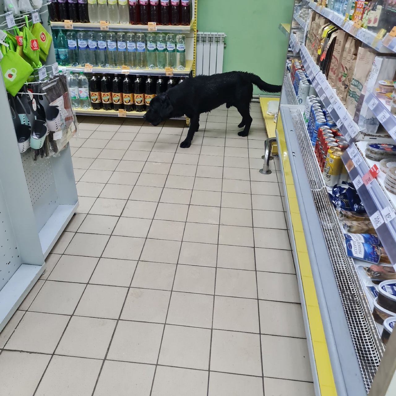 В Курске собака сама ходит в магазин
