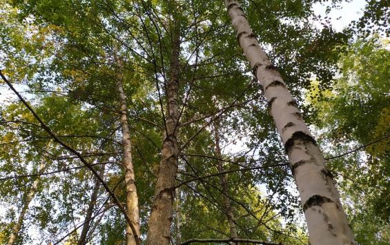 В Курской области осудят главу отдела МВД за незаконную вырубку леса на 21 млн рублей