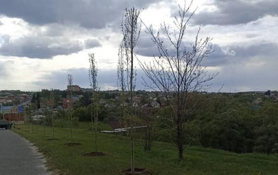 В Курске продолжают озеленение города