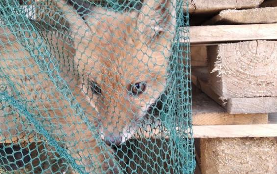 В Курской области сотрудники Минприроды спасли лисёнка