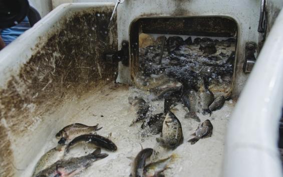 В Курской области выпустили около тонны ценной рыбы в Копенское водохранилище
