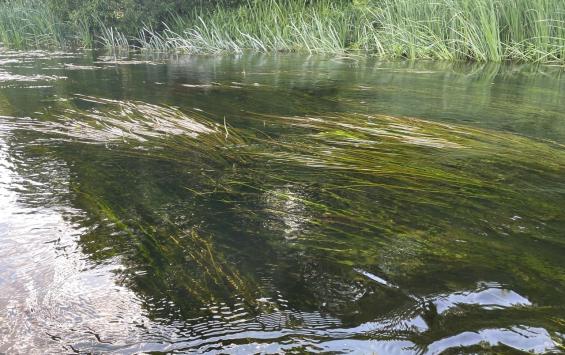 В Курской области в реке Сейм утонул 34-летний мужчина