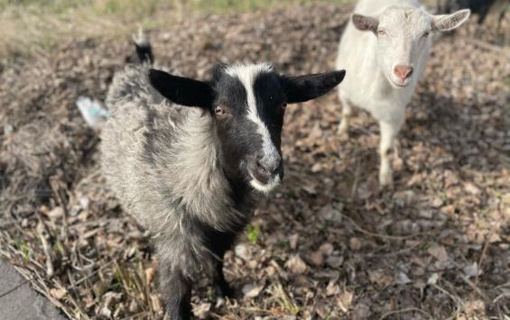 В Курской области неизвестное животное нападает на коз