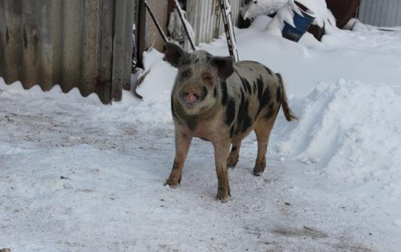 На свалке в Хомутовском районе обнаружены трупы свиней с вирусом АЧС