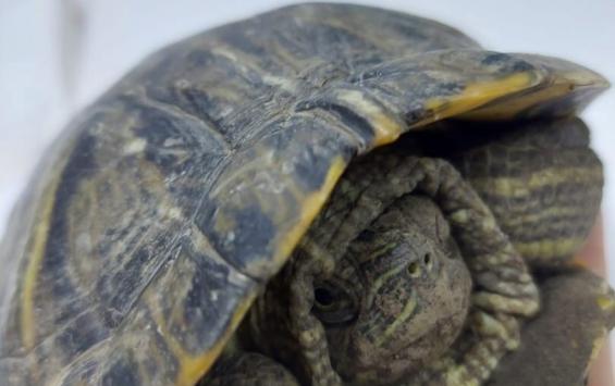 Курянка ищет хозяев для найденной на улице черепахи
