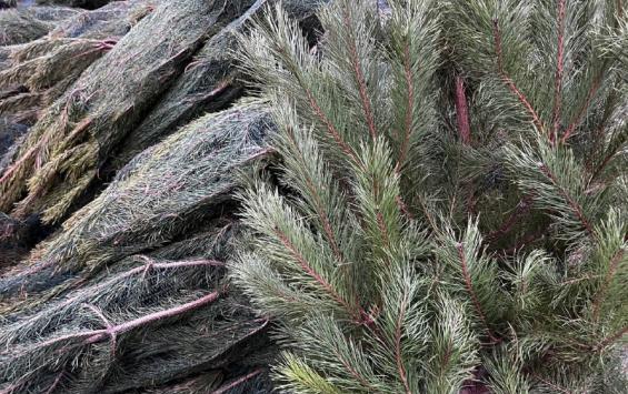 Куряне, сдав новогоднее дерево, могут помочь бездомным животным