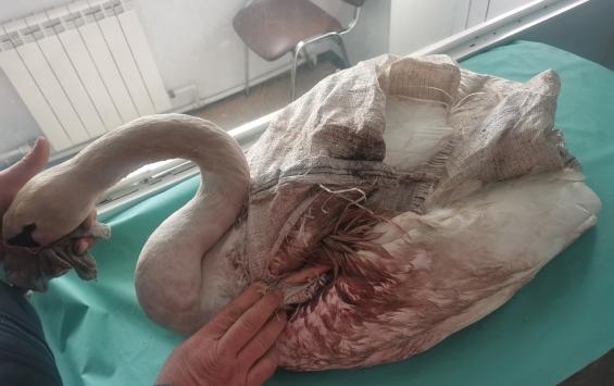 В Курской области местные жители спасли раненого лебедя