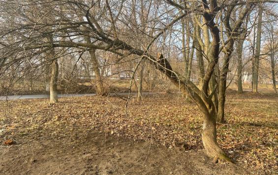 В Курской области был осужден мужчина, незаконно спиливший деревья