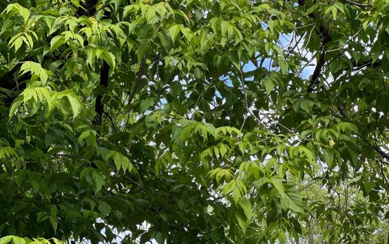 В Курске экоактивисты посадили 10 тысяч дубов