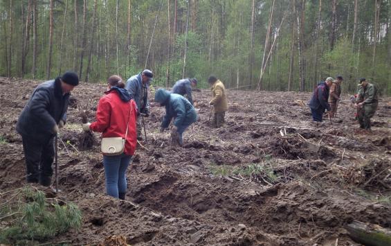 Жители Курской области принимают участие в акции по восстановлению лесов
