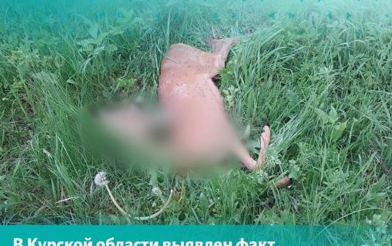 В Курской области браконьеры, убившие косулю, ударили сотрудника Минприроды