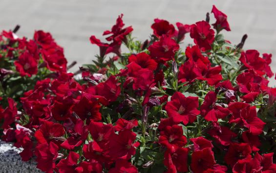 В Курске пришлось пересадить около 3 тысяч цветов из-за заморозков