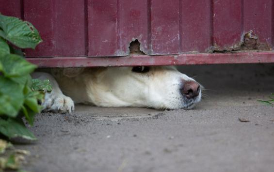Администрация Железнодорожного округа выплатит 100 тысяч рублей детям, пострадавшим из-за укусов собак