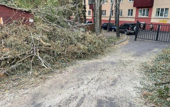 В Курске следователи возбудили уголовное дело из-за упавшего на ребёнка дерева