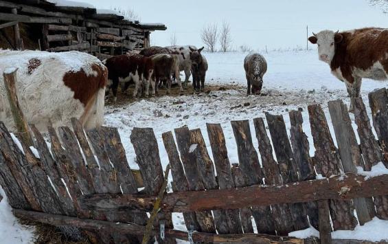 В Курской области жители села добились запрета на разведение КРС