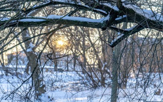 12 февраля в Курской области ожидаются снег и до -16 градусов