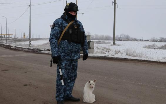 В Курской области пёс по кличке Буч несёт службу на полицейском посту