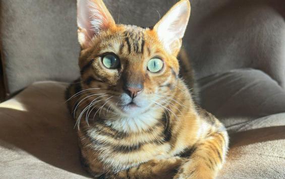 Жители Курской области реже вывозят домашних животных за границу