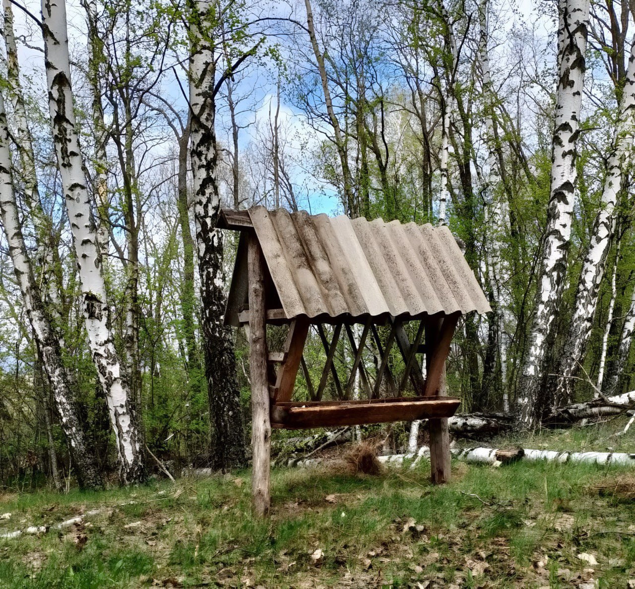 В Курской области диких животных обеспечивают солью и кормами