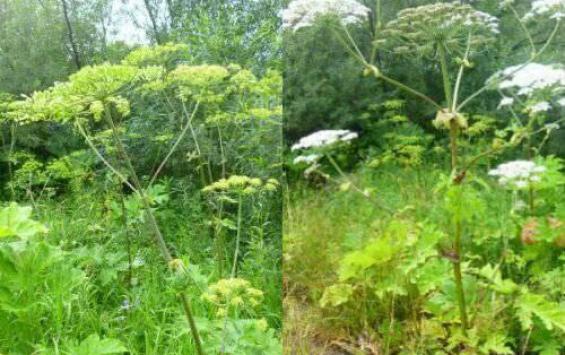 В Курске усилили борьбу с опасным борщевиком Сосновского