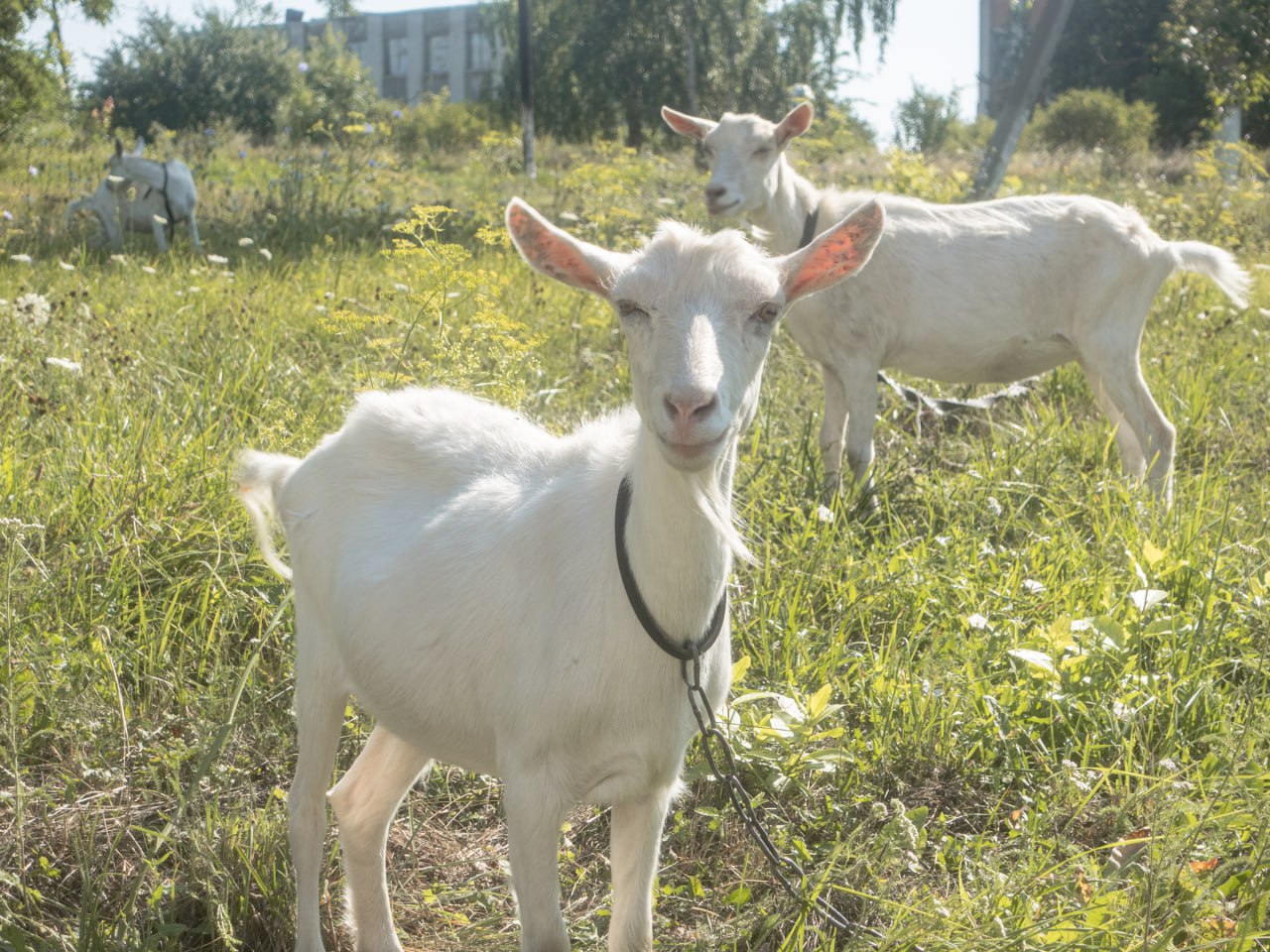 В Курском районе выявлены нарушения при содержании коз