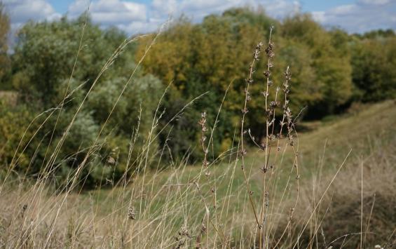 В Курской области выявили крупную партию заражённого повиликой рапса
