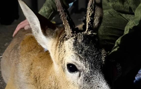 В Курском районе спасли косулю, запутавшуюся в сетке